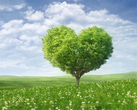Nature Tree Heart Shape Background Hd Download Cbeditz
