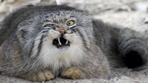 Pallas Cat Otocolobus Manul Gets Angry Youtube