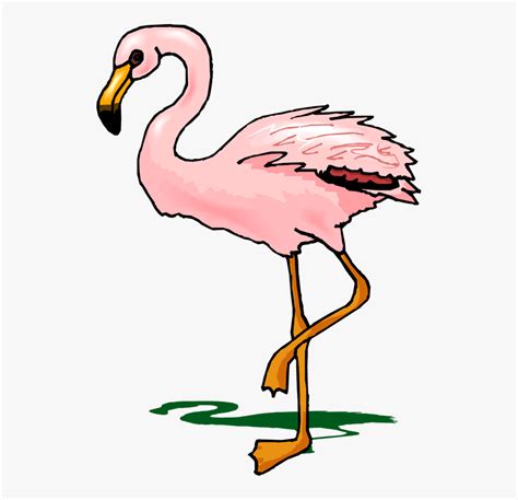 Cartoon Transparent Flamingo Flamingo Clipart Hd Png Download Kindpng