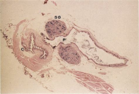 Light Photomicrograph Of The Longitudinal Section Of The Cloaca Of A
