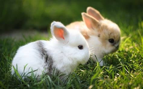 Download Cute White Baby Rabbit Wallpaper By Scottrowe Rabbit
