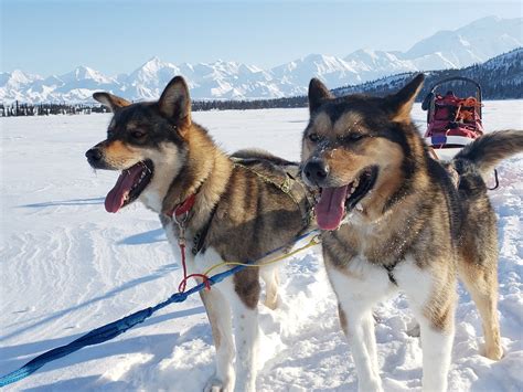 Sledding For Science Denalis Sled Dog Kennels Celebrate 100 Years Of