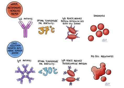 Anemia Blood Mypathologyreportca