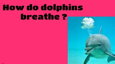 How Do Dolphins Breathe Youtube