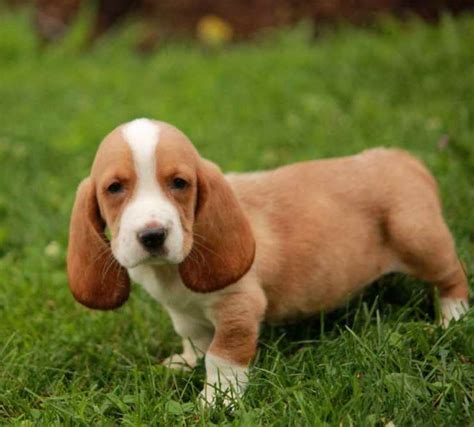 Basset Hound Puppies For Sale In Md