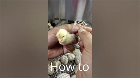 how to sex chickens vent sexing and wing sexing day old chicks youtube