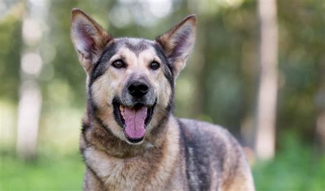 The german shepherd and the siberian husky are one of the most recognizable and ideal breeds for dog lovers wanting a large, loving, and working dog. German Shepherd Husky Mix - Your Complete Guide