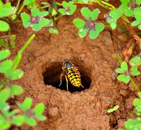 How To Get Rid Of Wasp Nests A Complete Guide Pest Wiki