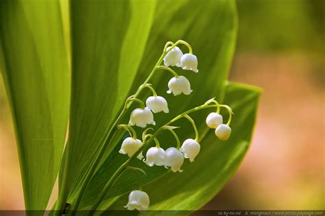 The tradition of offering lilies of the valley in france goes back to the renaissance. Cliquez ici pour afficher et télécharger le FOND D'ECRAN