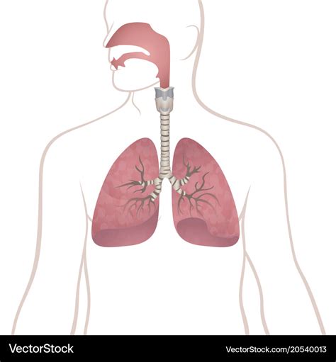 Human Lungs Trachea And Nasopharynx Royalty Free Vector
