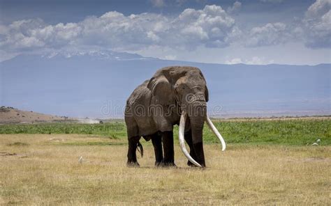 Elefante De Touro Adulto Em Massa Com Grandes Presas Brancas Caminhando