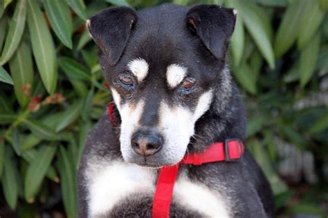 Elder Paws Senior Dog Rescue Dgp Cares 2015 Winner Dgp For Pets