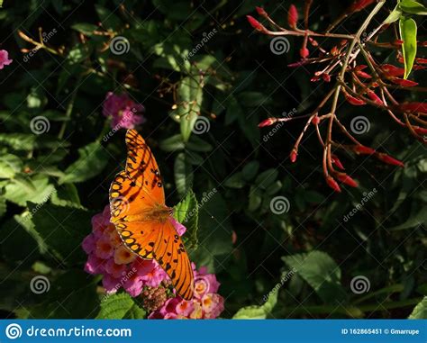 Gulf Fritillary Butterfly Orange Stock Image Image Of Agraulis