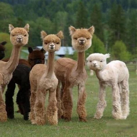 Shaved Lamas Funny Things Wtf Bébés Animaux Animaux Animaux Adorables