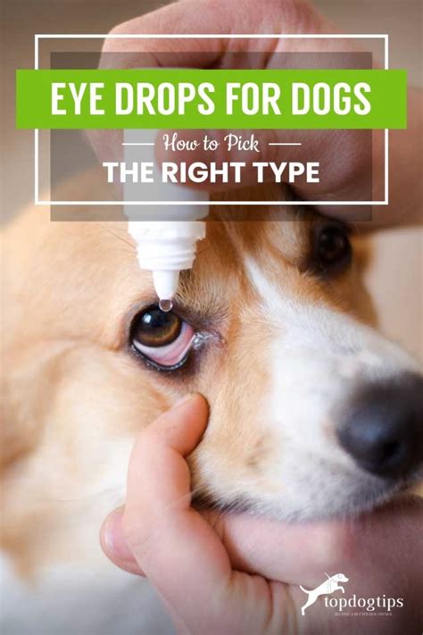 Eye Drops For Dogs Different Types And How To Pick The Right One