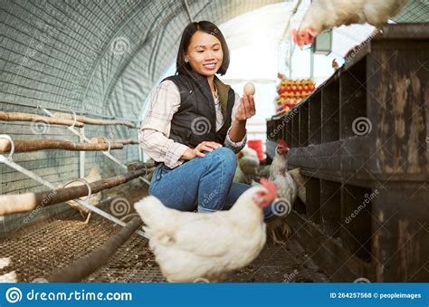 Chicken Eggs Woman And Farmer Check Barn For Agriculture Inspection