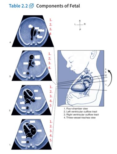 Chapter 02 Guidelines For The Performance Of The Sonographic Screening