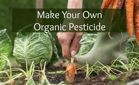 Natural Pesticide Recipe Is Good Enough To Eat Ecogreenlove