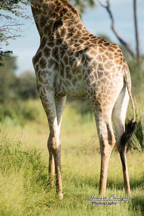 Giraffe Legs Best Image Giraffe In The Word