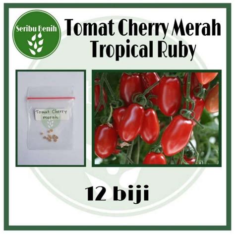 Jual Benih Tomat Cherry Tropical Ruby Bibit Chery Buah Ceri Bibit