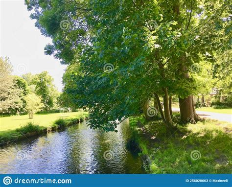 Trees Along The River Bank Stock Image Image Of Garden 256020663