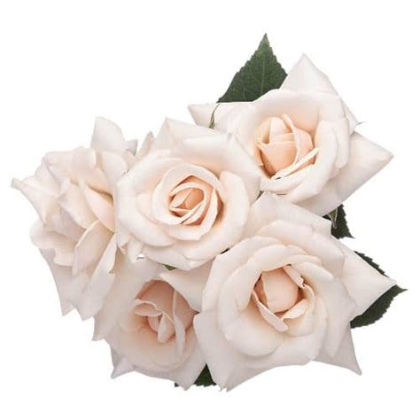 Cream Mini Spray Roses 100 Stems Buy Wholesale Flowers Jr Roses