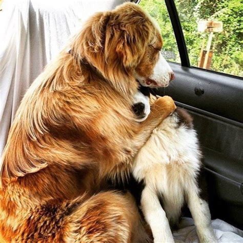 27 Adorable Dog Best Friends That Will Bring A Smile To Your Face