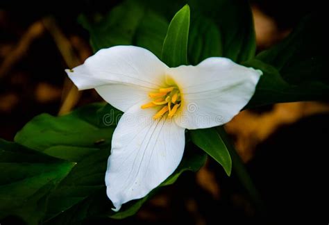 White Trillium Flower At Full Bloom In A Pacific Northwest Forest Stock