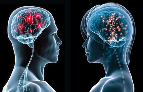 Diferencias Entre El Cerebro Del Hombre Y La Mujer Open AI Lab Hot Sex Picture