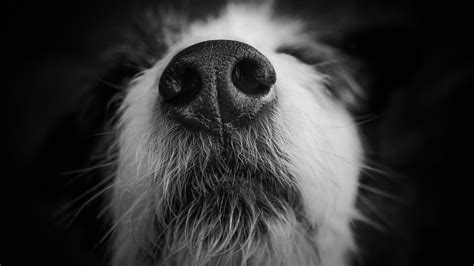 Secrets Of The Snout A Dogs Nose Is A Work Of Art Psychology Today