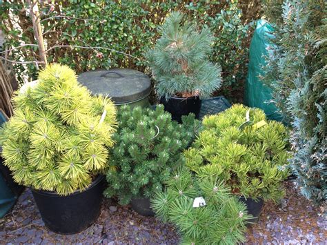 Dwarf Conifers Good For Japanese Themed Gardens And To Create Well