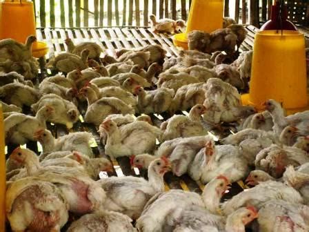 Tapi memang tekstur daging ayam kampung jauh lebih keras daripada ayam negeri. DINARA AGRO FARM: Panduan Dan Teknik Menternak Ayam Pedaging