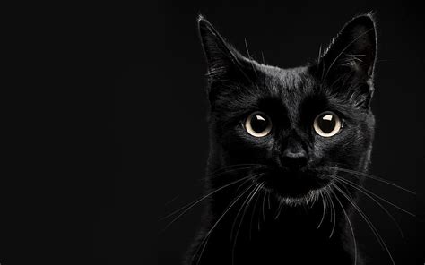 Beautiful Black Cat Cats Wallpaper 41100577 Fanpop