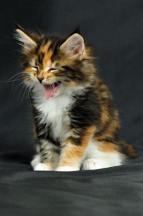 Are Long Haired Calico Cats Rare Quora