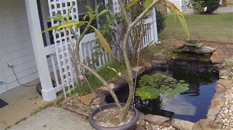 It also needs some pruning to help maintain its size and keep it healthy. How To Trim Your Plumeria Tree - Plumeria Care - YouTube