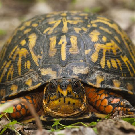 28 Types Of Turtles Found In Florida Id Guide Bird Watching Hq