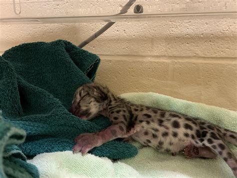 Officials Announce Birth Of A New Snow Leopard Cub At The Seneca Park