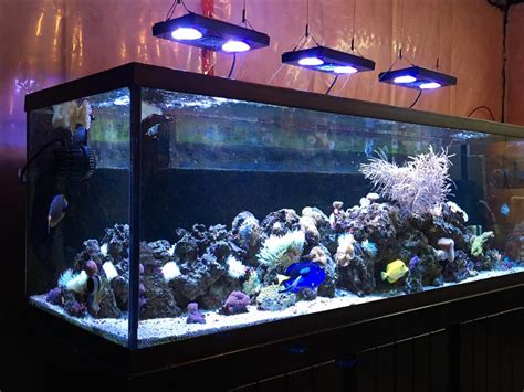 180 Gallon Complete Saltwater Aquarium North Regina Regina