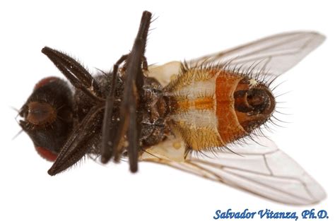 Diptera Muscidae Musca Domestica House Fly Male I Urban Programs El