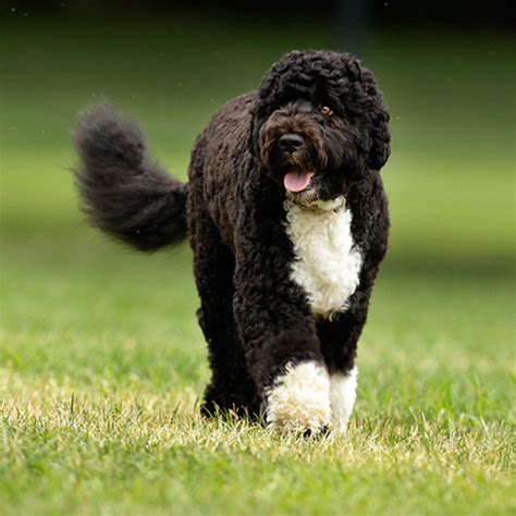 Portuguese Water Dog Breed Guide Learn About The