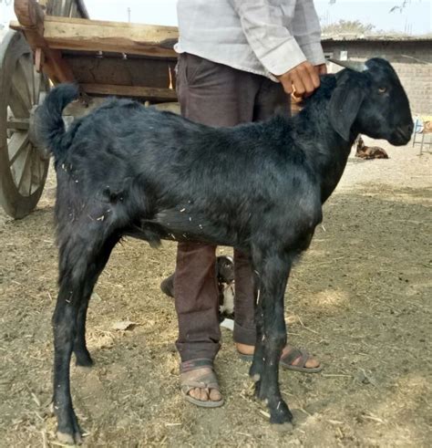 Female Beetal Goats Rs 13000 Unit Syed Goat Form Id 18143990991
