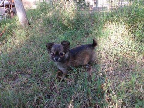 Chihuahua Ckc Male Longcoat For Sale In Bastrop Texas Classified