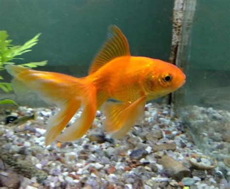 Fancy goldfish types: 20 varieties of fancy goldfish | The Goldfish Tank
