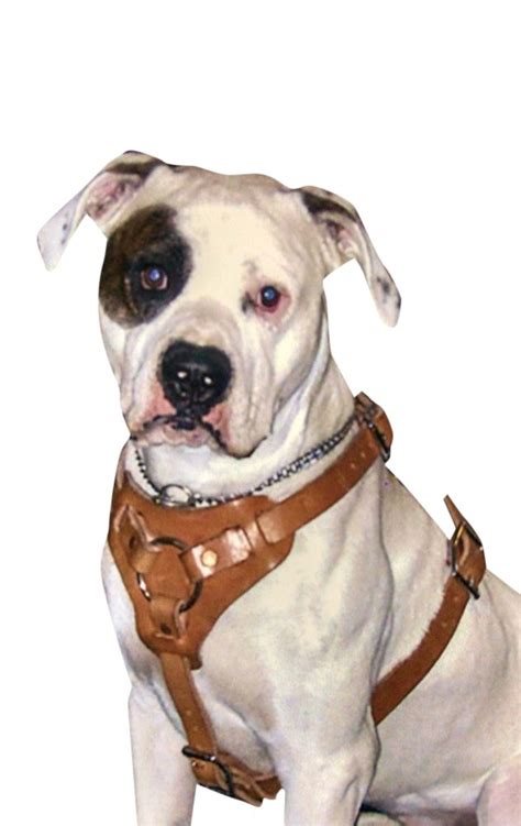 Achetez le design « buckskin pitbull face » par grifynne sur le produit suivant : Amazon.com : Dog Harness Premium Leather for Walking Easy Training Large, Medium and Small Dogs ...
