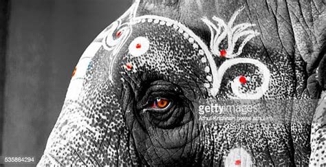Elephant Crying Photos And Premium High Res Pictures Getty Images