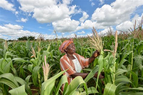 Flowering Plants Boost Maize Yields By Half Sub Saharan Africa