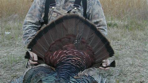 North Carolina Turkey Harvest Breaks Record Again
