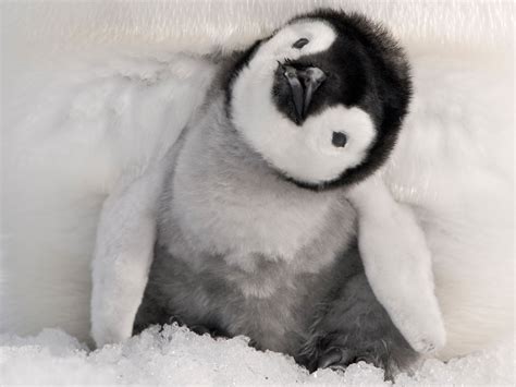 Cute Baby Penguins Wallpaper 1600x1200 45956