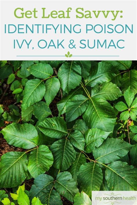 Infographic Learn To Identify Poison Ivy Oak And Sumac Poison Ivy