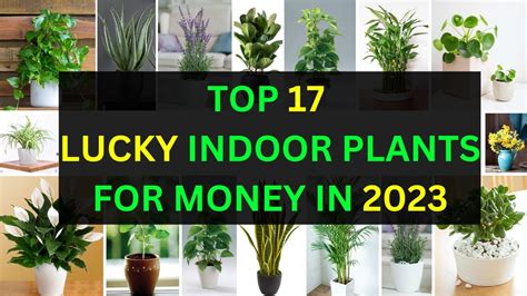 Best Indoor Plants 2023 Lucky Plants For Home 2023 Vastu Indoor